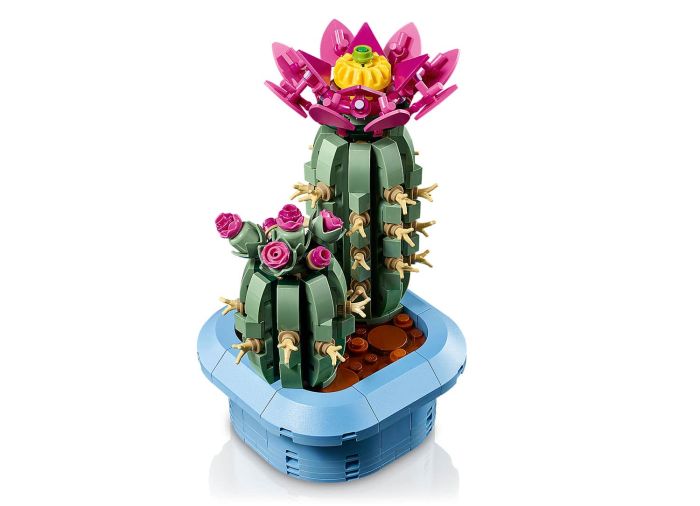 Flowering Cactus