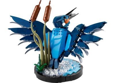 Kingfisher Bird