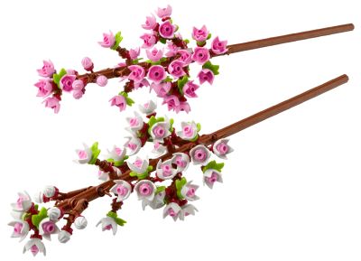 Cherry Blossoms