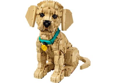 Golden Retriever Puppy