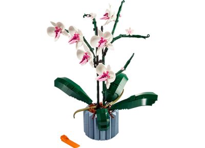 Orchid