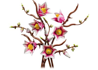 Magnolia Branches
